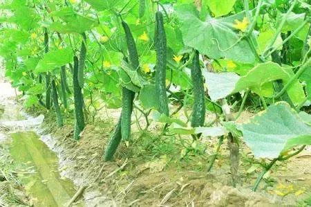 81cb1a35a7be45ed9dfc592b2601aa27