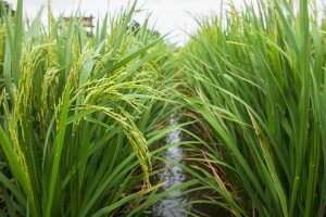 Rice spike in the field.
